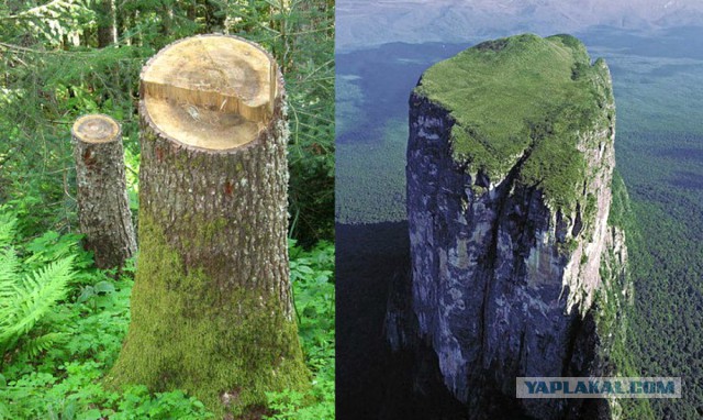 Независимое исследование: «Башня Дьявола» - фрагмент древнего дерева? Кремниевые леса...