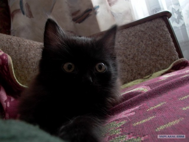 Котовторник 20.12.2011