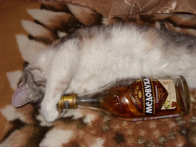 Первый КОТОВТОРНИК 2012