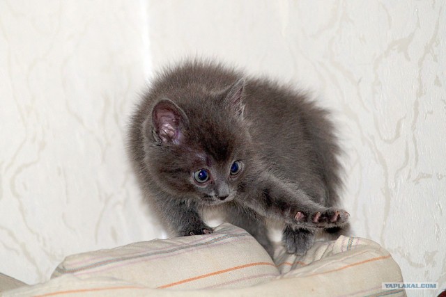 Котовторник 24.04.2012