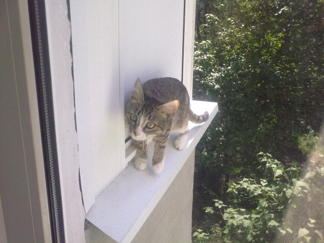 Котовторник 03 07 2012