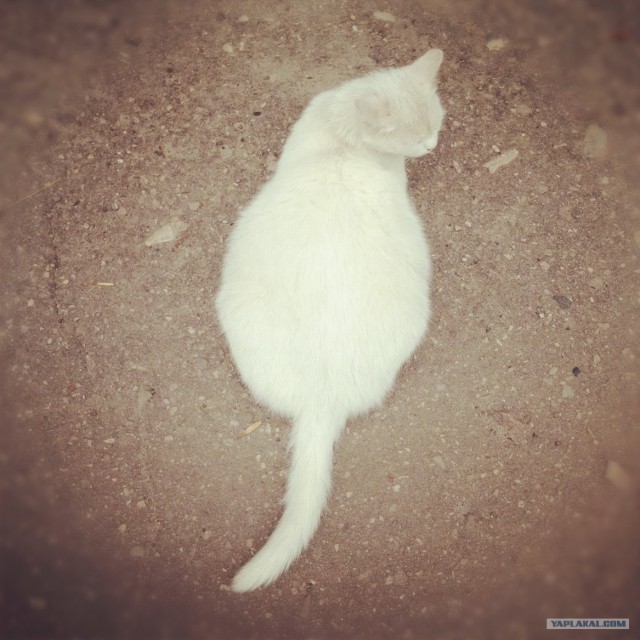Котовторник 31.07.2012 г.
