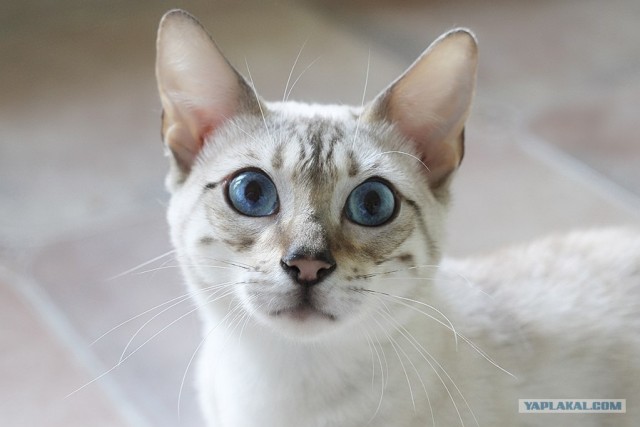 Котонянька и котовторник