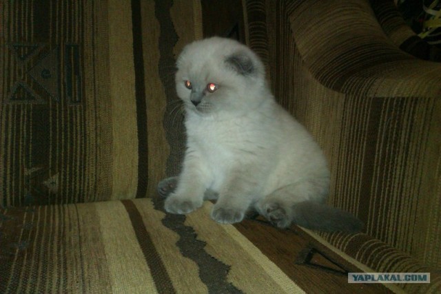 Котовторник 29.01.2013