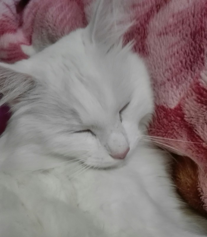 С Днём кошки!