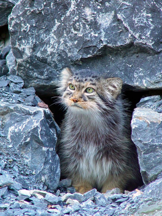 Дикий котовторник