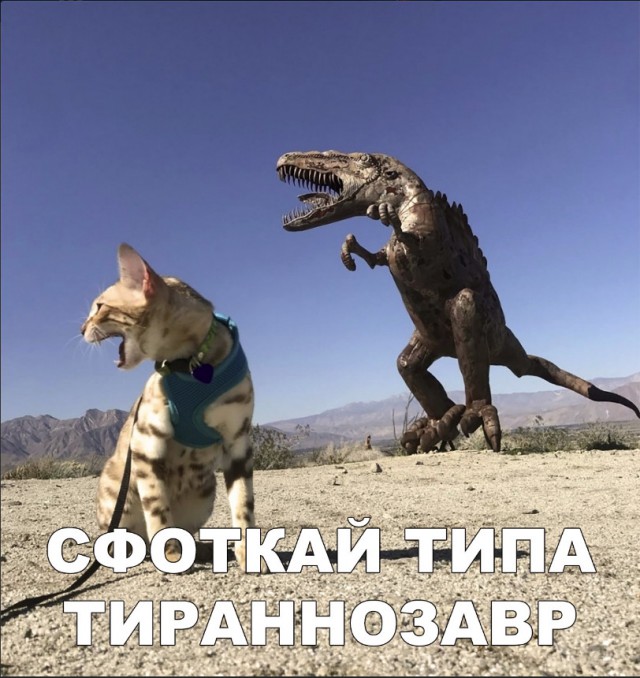 Забавные фото котеек