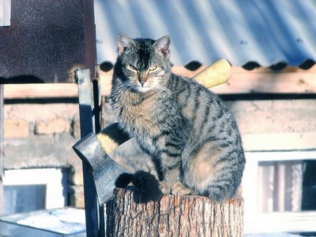 Котовторник! начнем? 04.06.19
