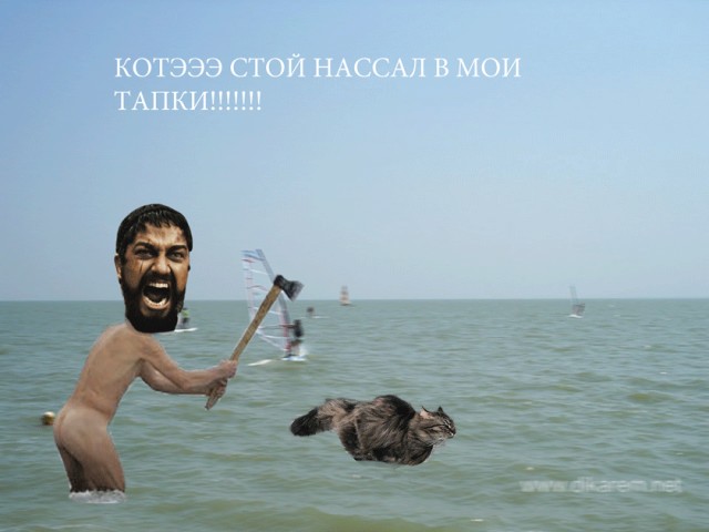 Быстрый кот