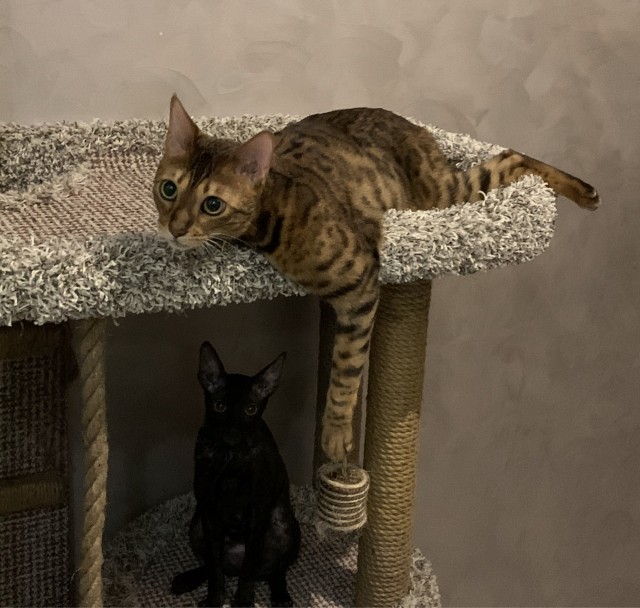 Котовторнику посвящается