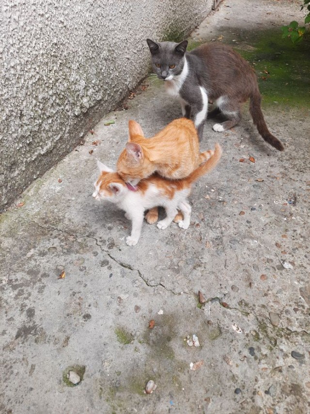 Дурному котёнку 22 км не крюк