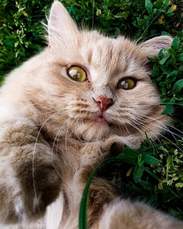 Разные котики