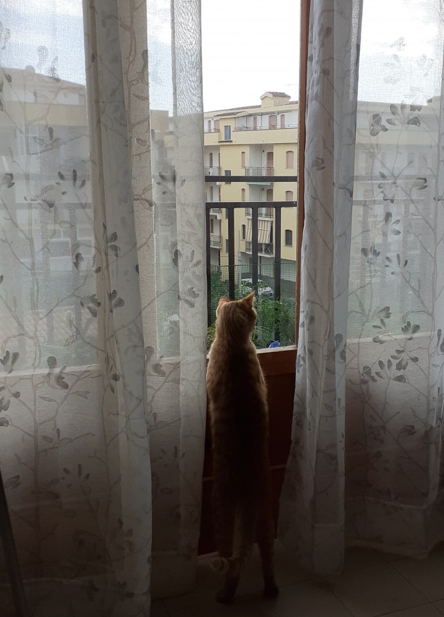 К котовторнику