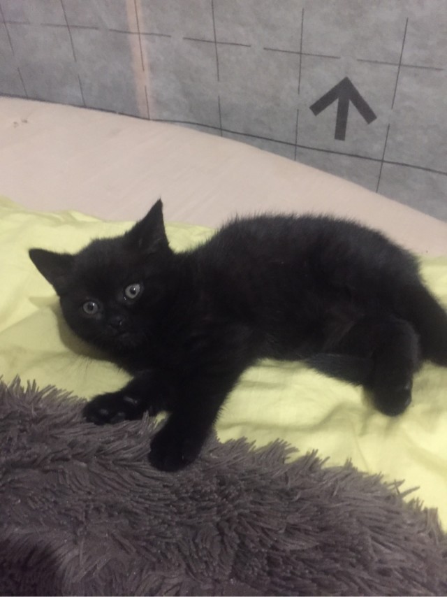 Котовторнику посвящается