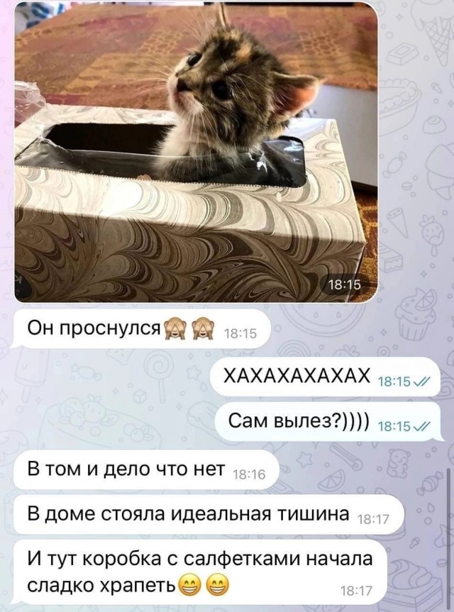 Покупаешь коту дорогую и красивую "лежанку", а он...