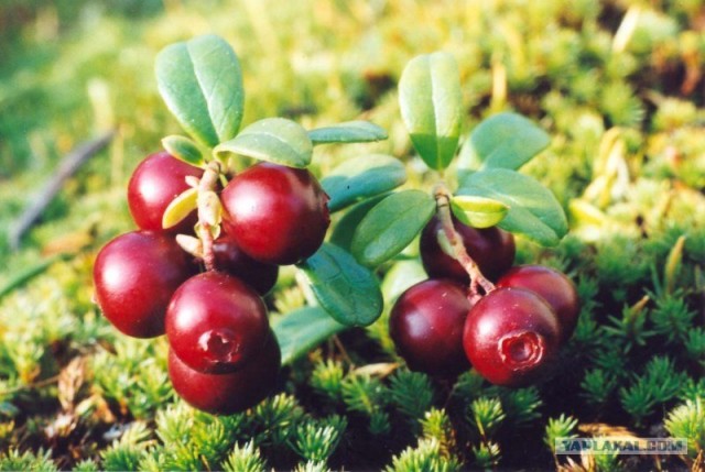 Ямал. Два времени года