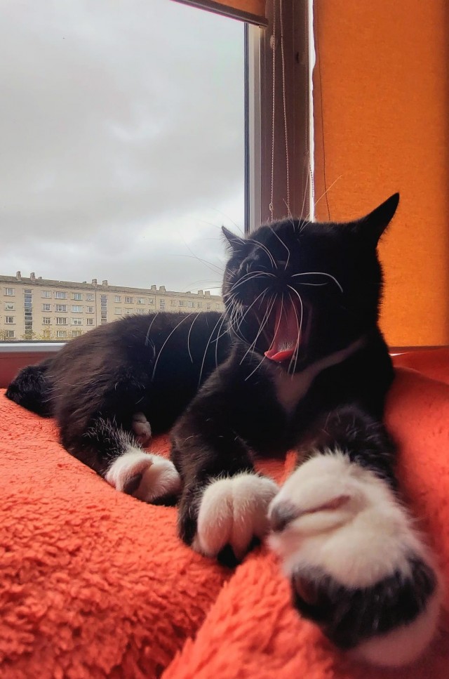 Котовторник 1.11.22
