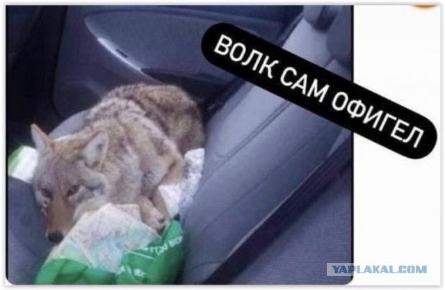 Кормят Волка