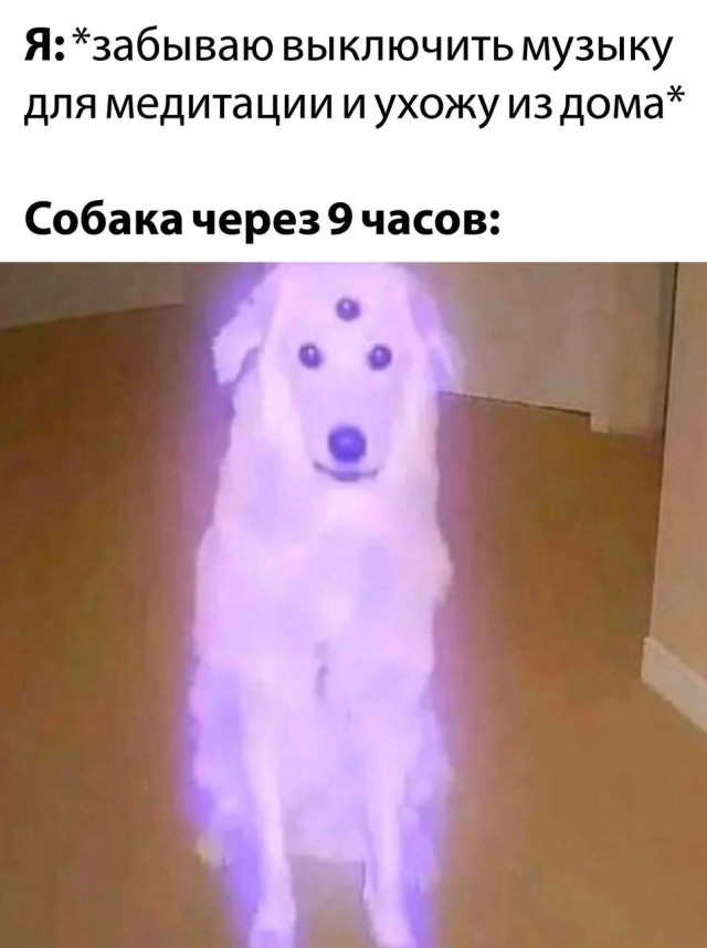 Последний в 2022 году собакочетверг на ЯПе