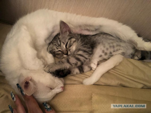 Котовторник 17.01.23