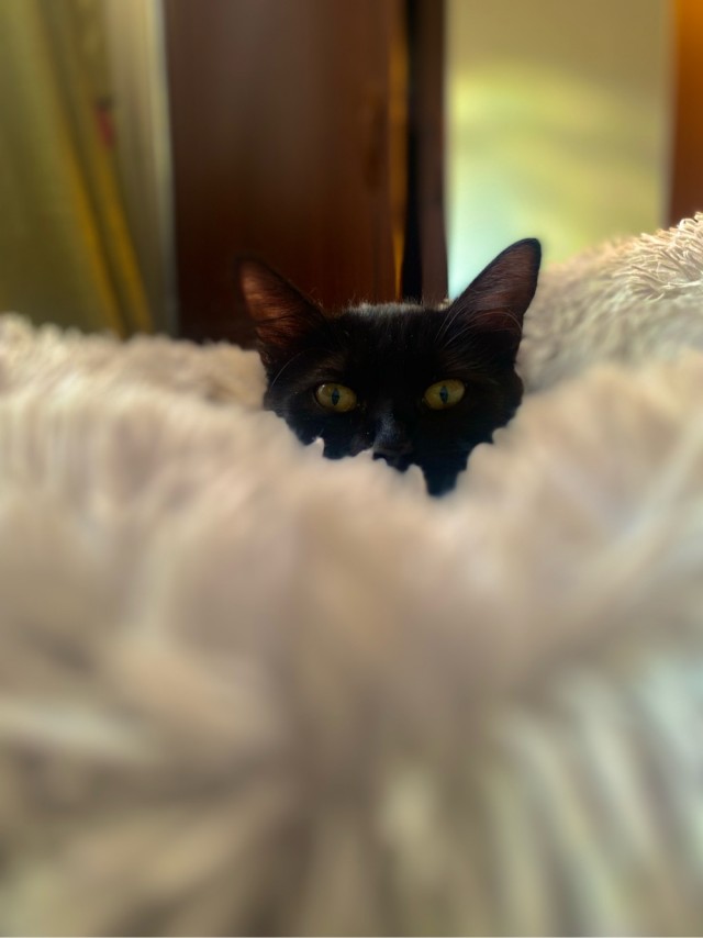 Коточетверг!