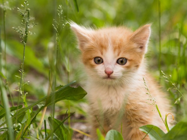 Вы хочите кошек, их есть у меня...