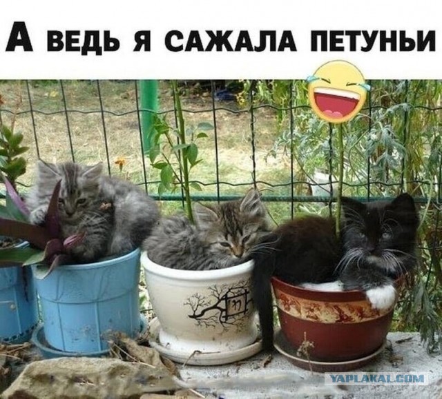 "Санта-Барбара" какая-то. Мужчина 22 года изменял жене с тёщей и оказался отцом братьев-близнецов супруги
