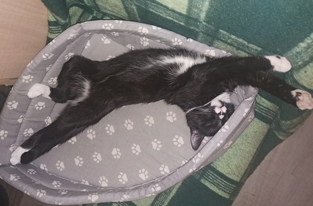 Котовторник, просто Барс