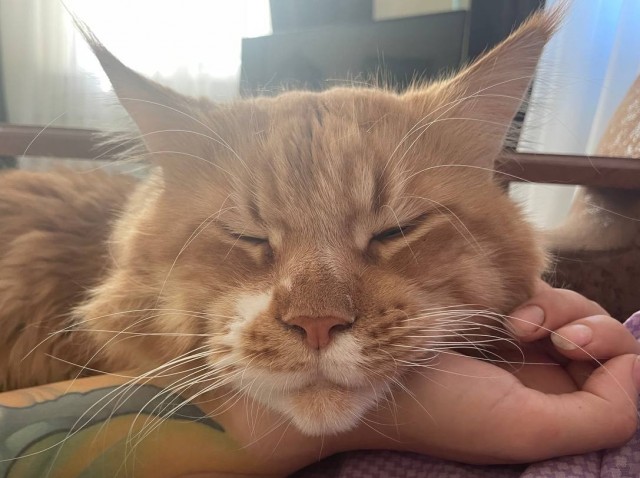 Не только котовторник, а еще и Всемирный день кошек!