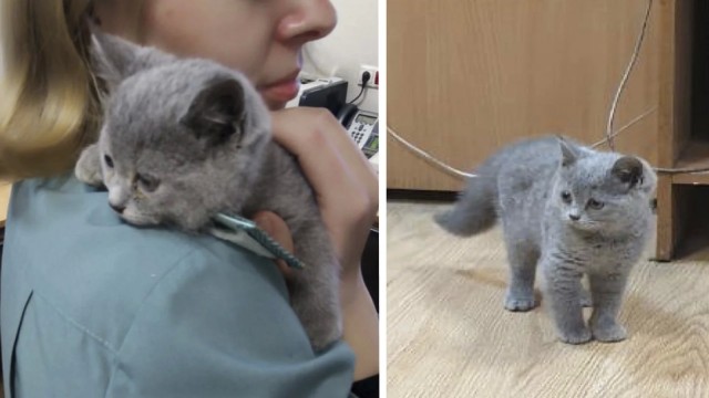 Котенка оставили в аэропорту Урала, чтобы не доплачивать за него