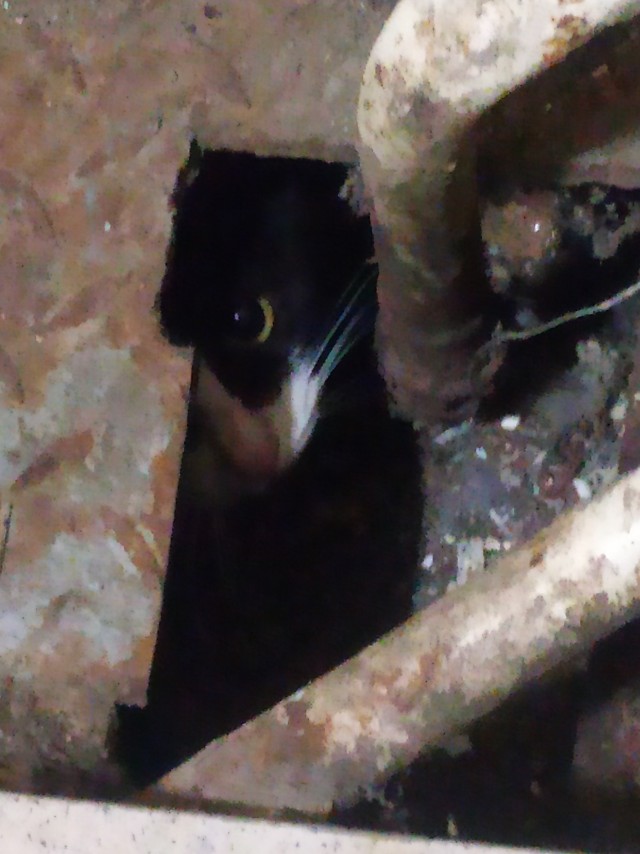 Заводские коты