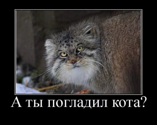 Ночная жизнь молодого манула Шу