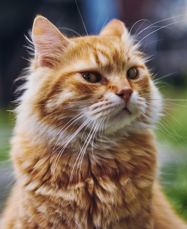Котовторник в картинках