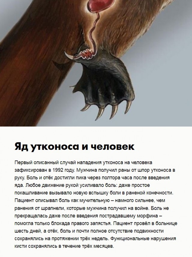 5 сравнительно небольших животных, встреча с которыми может закончиться вашей смертью