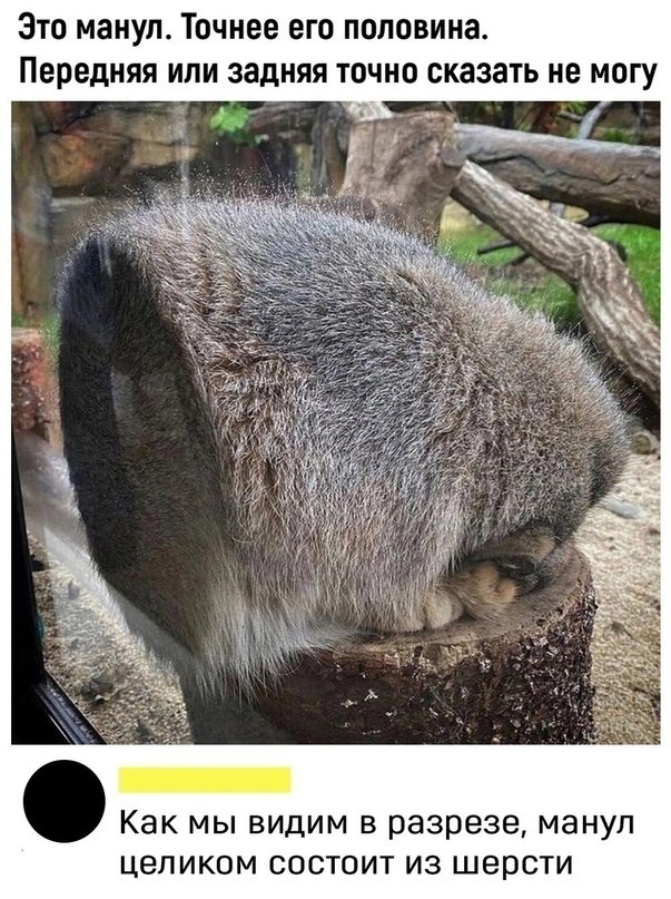 Из чего сделан манул?⁠⁠