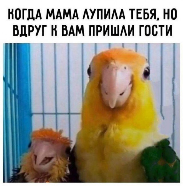 Веселые картинки в понедельник (20.01)