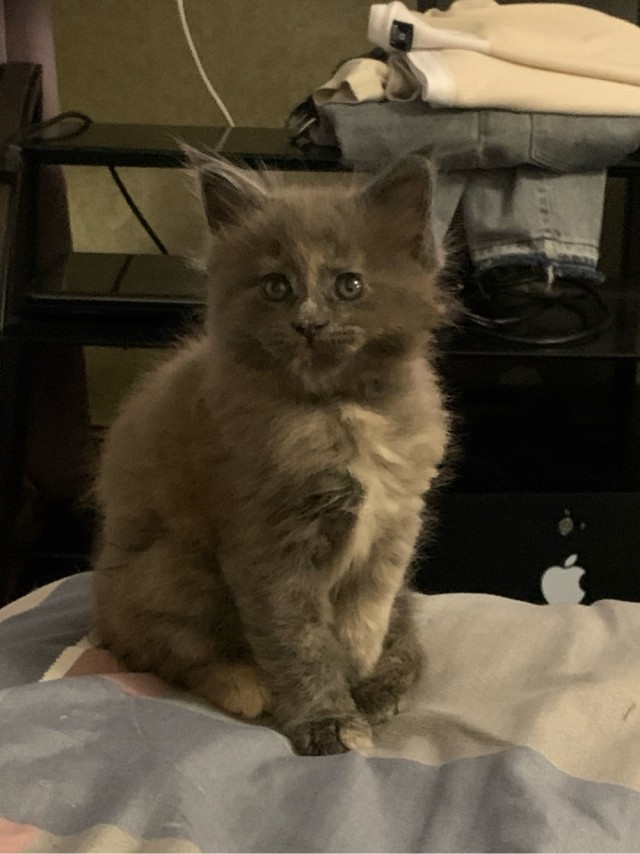 Котовторник продолжается