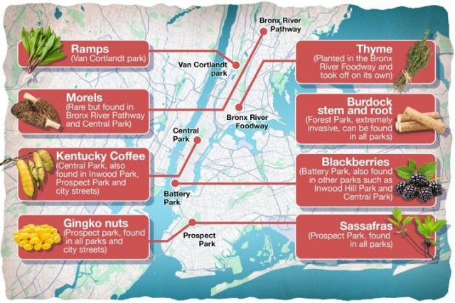 В Нью-Йорке сделали карту, где собирать еду в центре (!) города