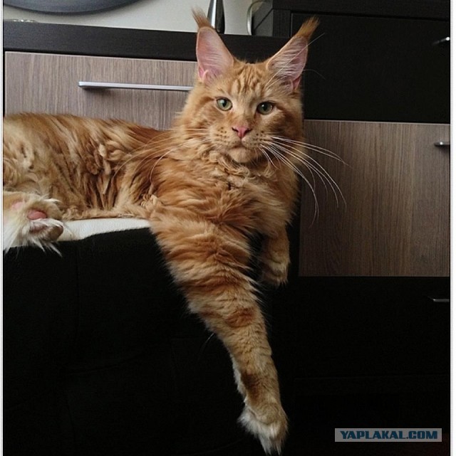 Немного о  Мейн Куне.