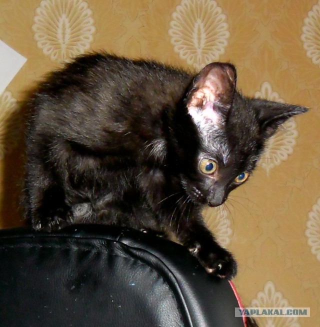 Ликбез по кошачьим породам.