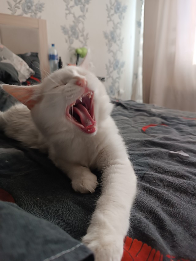Вот, взял котенка