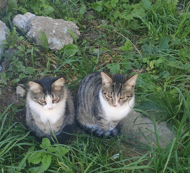 Ночное кормление котов