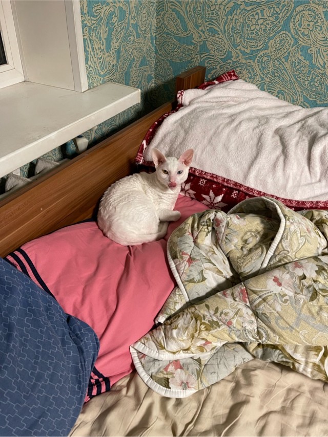 Котовторник