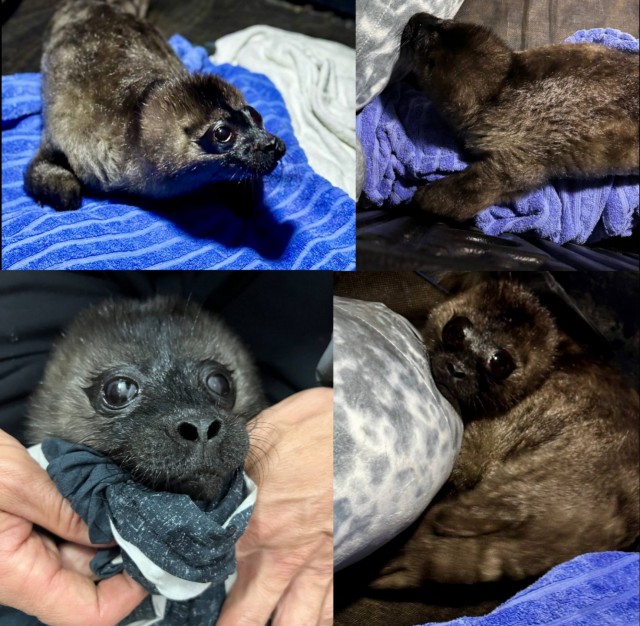 Новорождённую нерпу спасли на Ладоге