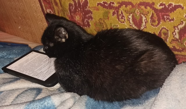Котовторник же!