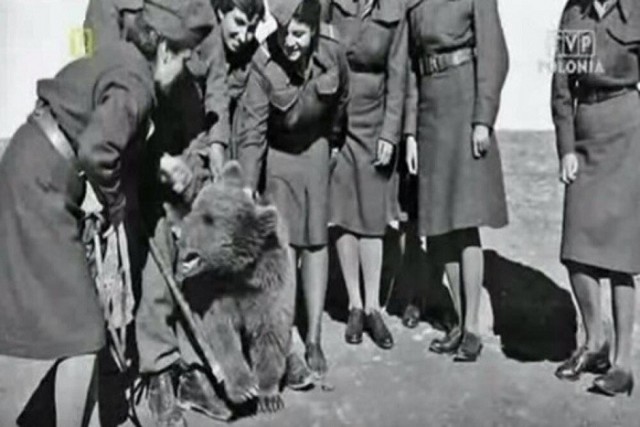 Медведь Войтек