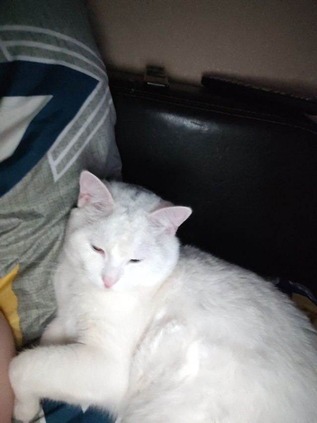 Крымский котик⁠