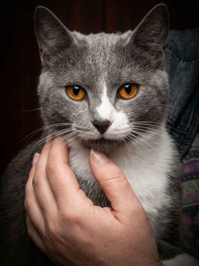 Котовторник. Котики приюта.