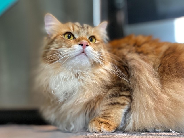Рыжий шикарный котище