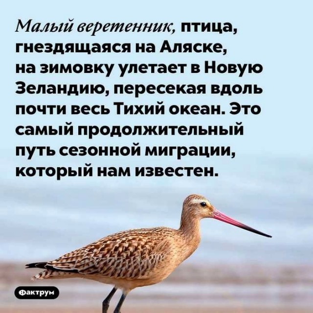 Интересные и короткие факты, на все случаи жизни